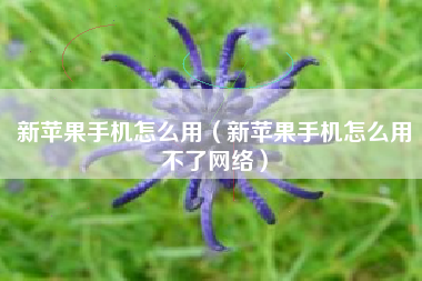 新苹果手机怎么用（新苹果手机怎么用不了网络）